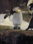 A penguin preening itself