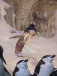 A molting penguin