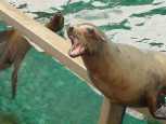 Hungry sea lion