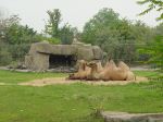 zoo picture