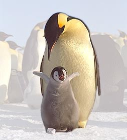 picture of penguin chick and her mother