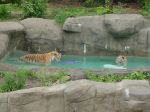 zoo picture